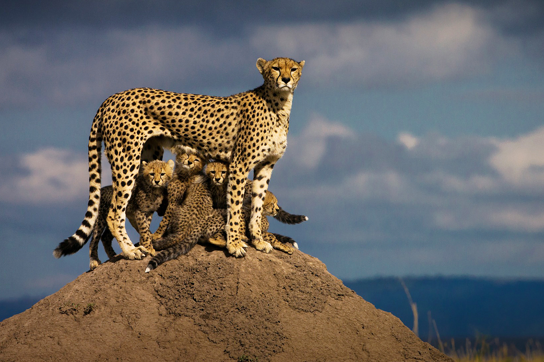 4 day Tsavo Amboseli Tour